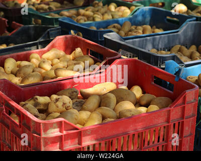 Frische Ernte von Kartoffeln in Kartons, Nahaufnahme, Hintergrund Stockfoto