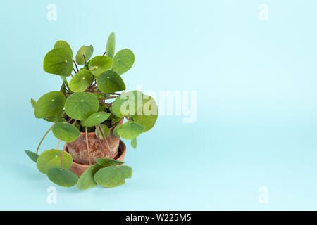 Ein pilea peperomioides, auch als chinesische Geld auf einem türkis Hintergrund bekannt. Sommer Atmosphäre. Minimale Farbe noch Leben Foto Stockfoto