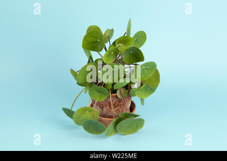 Ein pilea peperomioides, auch als chinesische Geld auf einem türkis Hintergrund bekannt. Sommer Atmosphäre. Minimale Farbe noch Leben Foto Stockfoto