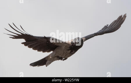 Dohle, Rabe, Rabenvogel, Coloeus monedula, Corvus monedula, Western Jackdaw, Eurasian Jackdaw, Europäischen Dohle, Vogel, Vogel, Krähe Familie, Stockfoto