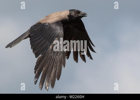Dohle, Rabe, Rabenvogel, Coloeus monedula, Corvus monedula, Western Jackdaw, Eurasian Jackdaw, Europäischen Dohle, Vogel, Vogel, Krähe Familie, Stockfoto