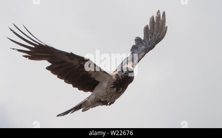 Dohle, Rabe, Rabenvogel, Coloeus monedula, Corvus monedula, Western Jackdaw, Eurasian Jackdaw, Europäischen Dohle, Vogel, Vogel, Krähe Familie, Stockfoto