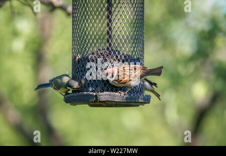 Eurasischen Tree Sparrow, Passer montanus, auf einem futterhaus mit anderen Vögeln, Koros-Maros Nationalpark, Békés, Ungarn Stockfoto