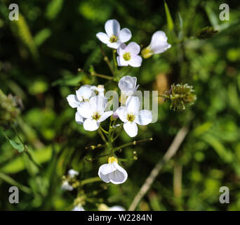 Nahaufnahme der Großen bittere Kresse (Cardamine Amara) blühen im Frühling Stockfoto