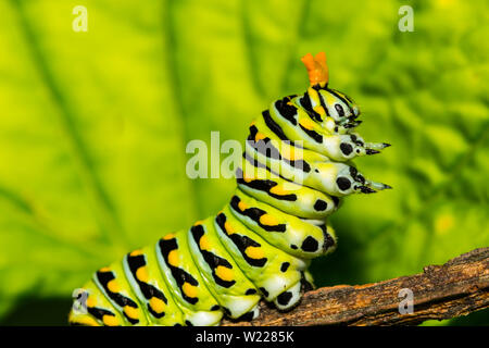 Östlichen Schwalbenschwanz (Papilio polyxenes Caterpillar) Stockfoto