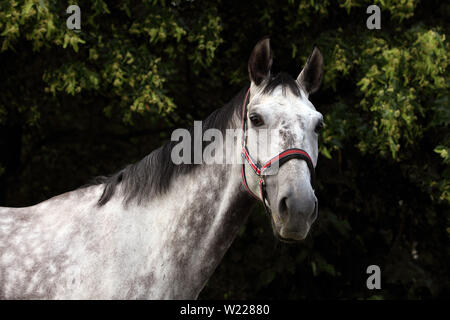 Reine Spanische Pferd oder PRE, dapple Grey Mare Portrait gegen den dunklen Hintergrund Stockfoto