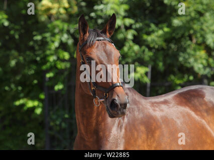 Dressur sportliche Horse Portrait im Außenbereich Stockfoto