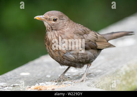 Juvenile Amsel (Turdus Merula) Stockfoto