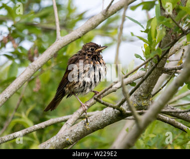 Juvenile Singdrossel (Turdus philomelos) Stockfoto