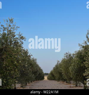 Olive Tree Feld. Platz Nahaufnahme. Grün und Blau. Stockfoto