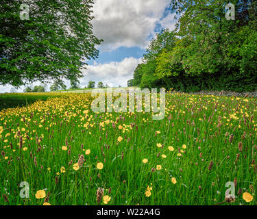 Ein Feld von ranunkeln und Wiese foxtail Grass in Blüte. Stockfoto