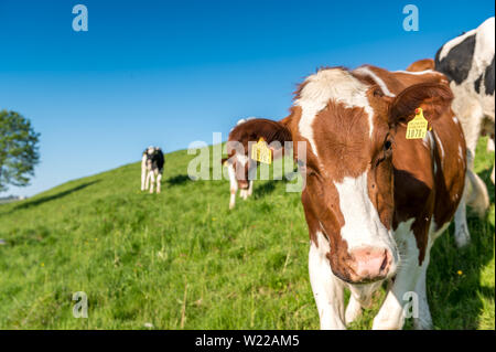 Portrait einer jungen Schweizer Kuh auf einer Wiese im Emmental Stockfoto