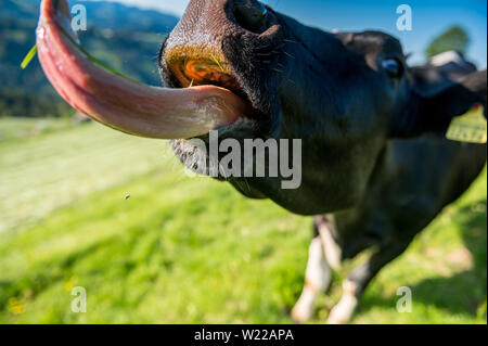 Nahaufnahme einer glücklichen Schweizer Kuh auf einer Wiese im Emmental Stockfoto