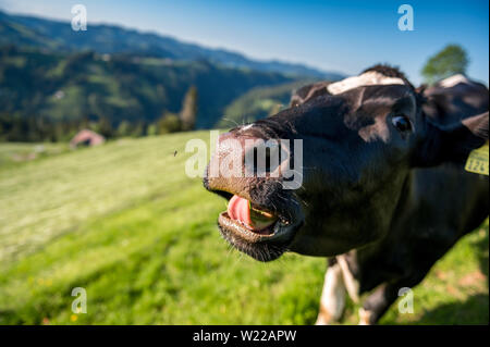 Nahaufnahme einer glücklichen Schweizer Kuh auf einer Wiese im Emmental Stockfoto