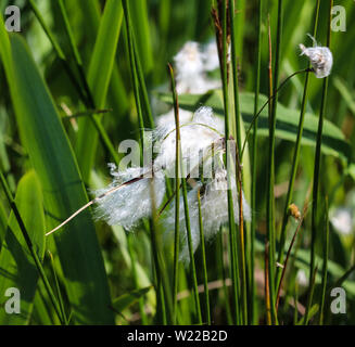 In der Nähe von Hare tail Wollgras oder tussock Wollgras (Eriophorum vaginatum) in Feuchtgebieten, blühen im Frühjahr Stockfoto