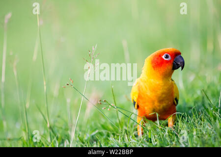 Sun Sittiche Papagei Vogel auf Gras Feld Stockfoto