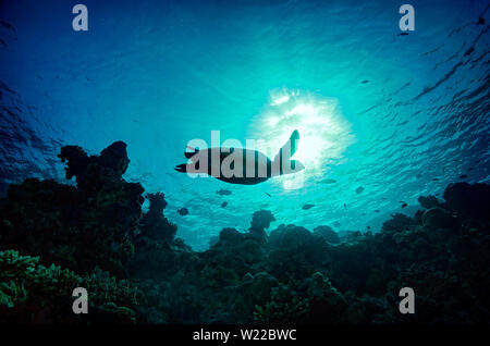 Hawksbill Schildkröte, Eretmochelys imbricata, Schwimmen vor Sonne, über Coral Reef, Malediven Stockfoto