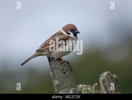 Eurasischen tree Sparrow, Passer montanus, auf Zweig, Lancashire, Großbritannien Stockfoto