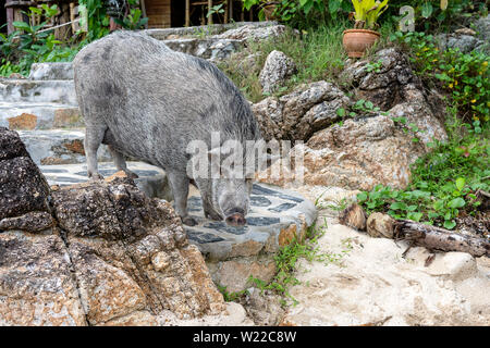 Grosses Schwein in der Nähe des Beach Cafe auf der Insel von Koh Phangan, Thailand. Nahaufnahme Stockfoto