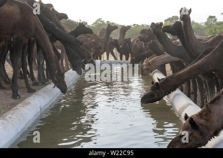 Kamele trinken sie Wasser in der Wüste Thar während des jährlichen Pushkar Camel Fair in der Nähe der heiligen Stadt Pushkar, Rajasthan, Indien. Diese Messe ist die größte Camel Trading fa Stockfoto