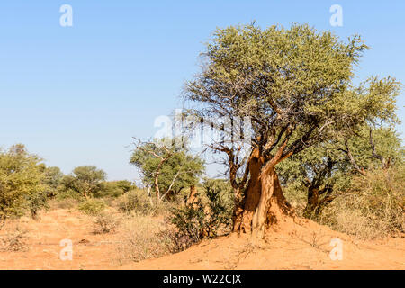 Große termite Damm mit einer Reihe von Bäumen herauswächst, Namibia Stockfoto