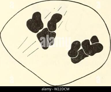 Archiv Bild von Seite 11 der zytologischen Untersuchung von Haploiden. Eine zytologische Untersuchung von haploiden Crepis capillaris Pflanzen cytologicalstudy 64 holl Jahr: 1930 116 Universität von Kalifornien Publikationen in Agrarwissenschaften [Vol. 6 ing Chromosomen wie vier, der insgesamt zwölf schlägt zwei aufeinanderfolgende Divisionen von drei, oder eine einzelne Abteilung von sechs univalents, die Ursache für die entweder undurchsichtig ist. Später - sehr frühen Telophase -, die sich aus solch einer komplexen, ist in Abbildung lb gezeigt. Zwölf chro mosomes in Gruppen zu verschiedenen Nummern sind zu sehen und zu nukleolen und nukleare Membranen werden di Stockfoto