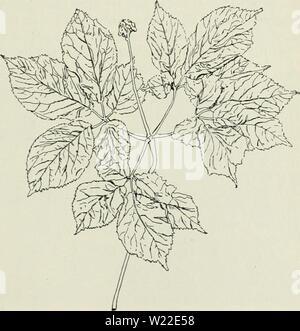 Archiv Bild von Seite 12 der Löwenzahn, hawkweeds, Ginseng, Käfer, Würmer. Löwenzahn, hawkweeds, Ginseng, Käfer, Würmer dandelionshawkwe 95 muns Jahr: 1903 GINSENG. W. M. MUNSON. In Reaktion auf die zahlreichen Anfragen für Informationen aus dem Experiment Station auf den Anbau von Ginseng als Unternehmen, die folgende kurze Vorschläge vorbereitet wurden: Ginseng ist eine mehrjährige Pflanze mit einem dicken, fleischigen, unregelmäßige Wurzel und Blätter etwas ähnlich der Gemeinsamen Sarsaparille, zu denen es sehr eng verwandt ist. Nicht infre- Exemplare von sarsaparille Für identifi gesendet werden Stockfoto