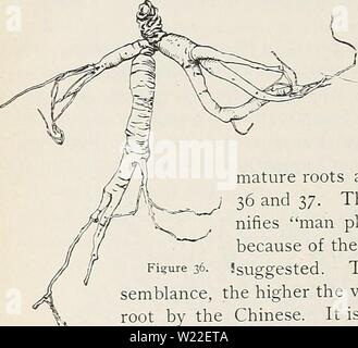 Archiv Bild von Seite 13 der Löwenzahn, hawkweeds, Ginseng, Käfer, Würmer. Löwenzahn, hawkweeds, Ginseng, Käfer, Würmer dandelionshawkwe 95 muns Jahr: 1903 Il 8 - MAINE LANDWIRTSCHAFTLICHE EXPERIMENT STATION. reife Werk von Ginseng hat einen einzelnen Stamm 8 bis 15 cm hoch und etwa so dick wie ein Bleistift. An der Oberseite sind fünf Kom-lbs-Blätter in einem Quirl, jedes an ein Blatt der Rosskastanie. Die Blätter haben in der Regel fünf Merkblätter wie in Abbildung 35 gezeigt, aber auf junge oder schwache Pflanzen, es kann aber drei. Die einzelnen flozver Halm, steigen über die Blätter und das Lager eine kleine Gruppe von greenis Stockfoto