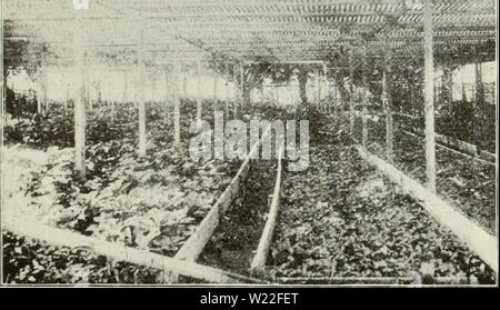 Archiv Bild von Seite 14 der Löwenzahn, hawkweeds, Ginseng, Käfer, Würmer. Löwenzahn, hawkweeds, Ginseng, Käfer, Würmer dandelionshawkwe 95 muns Jahr: 1903 GINSENG. 119 zahlreiche Versuche unternommen, Ginseng zu pflegen und, wo besondere Aufmerksamkeit wurde gegeben, die Renditen sind sehr zufriedenstellend. Aber die Pflanze ist ein Eingeborener von kühlen, feuchten, schattigen Situationen, und ist bald getötet werden, wenn auf die grellen Sonnenlicht ausgesetzt. Er gedeiht am besten in feuchten, lehmigen Böden wie in Eiche oder Ahorn Wälder im Norden zu finden sind. Herr George Stanton, Bergstation, Onondaga County, New York, ist das Pion Stockfoto