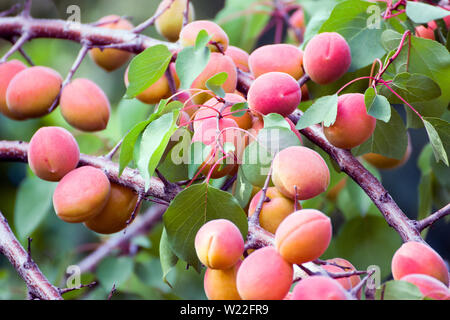 Aprikosen/Marillen hängt im Baum. Stockfoto