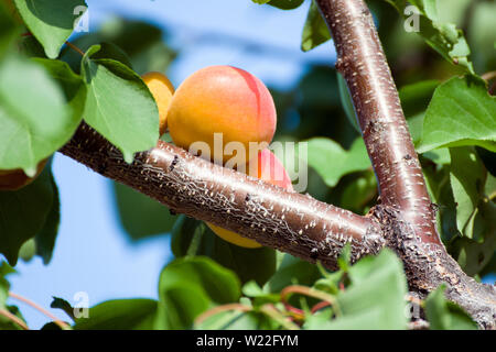 Aprikosen/Marillen hängen in den Bäumen, Nahaufnahme Foto in einem sonnigen Tag. Stockfoto