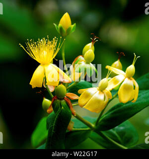 Hypericum androsaemum L. Blut Johanniskraut Stockfoto