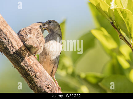 Eltern und Baby House Sparrow, wilden Vögeln in einem Englischen Garten, Fütterung in der Sonne Stockfoto