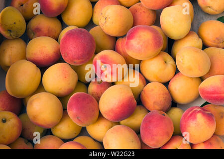 Frische Aprikosen in einer Holzkiste gelegt Stockfoto
