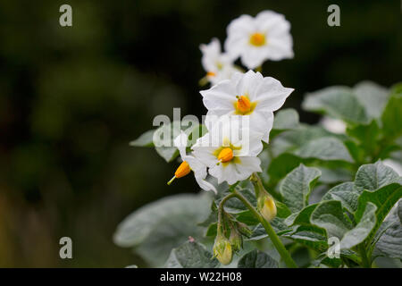 Die weißen Blüten der Kartoffelernte im Sommer Stockfoto