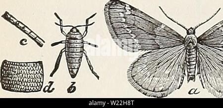Archiv Bild von Seite 17 der Löwenzahn, hawkweeds, Ginseng, Käfer, Würmer. Löwenzahn, hawkweeds, Ginseng, Käfer, Würmer dandelionshawkwe 95 muns Jahr: 1903 122 MAINE landwirtschaftliche Experimente entfernt. In der Nähe der äusseren Rand der vorderen Kotflügel, und drei dunkler, unregelmäßige Streifen, über den gleichen Flügel, zusammen mit den leicht hellere Farbe und fehlende Beschriftung der Hinterflügel sind charakteristische Merkmale. Die unscheinbaren weiblichen Motten flügellos sind und, weil dieser Tatsache, die Verbreitung der Arten ist sehr langsam, vor allem durch den Transport von Baumschulen befallene mit Eiern. Stockfoto