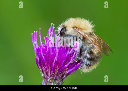 Bestäubung, einen Baum Hummel auf die Lila Blume eines Marsh thistle Stockfoto