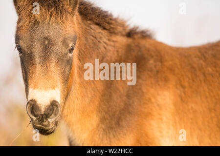 Sunlit wild Exmoor pony pferde im späten Herbst Natur Lebensraum in Milovice, Tschechische Republik. Geschützte Tiere wie Pferde Vorfahren betrachtet. Stockfoto