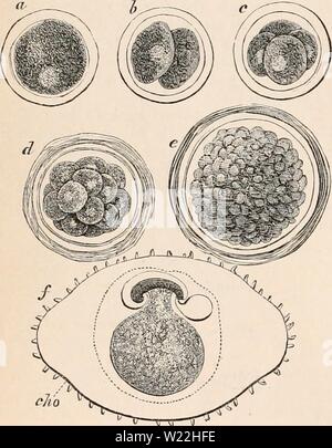 Archiv Bild von Seite 17 Der cyclopaedia von Anatomie und Stockfoto