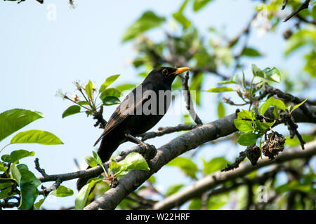 Eine schöne Amsel auf einem apple tree branch in voller Blüte. Turdus merula ist der Name des gemeinsamen Amsel. Stockfoto