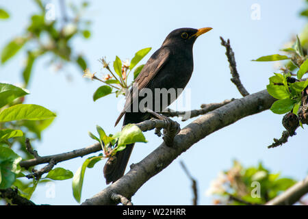 Eine schöne Amsel auf einem apple tree branch. Es ist ein Männchen, das schwarz glänzende Gefieder, schwarzbraun Beine, eine gelbe Augenring und eine orange Stockfoto