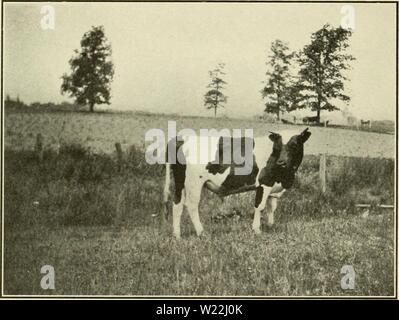 Archiv Bild von Seite 19 der Molkerei Verbesserung Verbände in Massachusetts. Molkerei Verbesserung Verbände in Massachusetts dairyimprovement 00 stor Jahr: 1913 Im Herde Nr. 4 finden wir die Kuh Nr. 4 10,272 lbs. Milch und 349.7 lbs Fett auf 6494 Einheiten von Futter gab, 158.2 lbs Milch und 5,4 kg Fett pro 100 Einheiten von Futter. Kuh Nr. 8 in der gleichen Herde gab 8616 kg Milch und 2 1.4 lbs Fett auf 4926 Einheiten des Futters. Dies entspricht 175 kg Milch und 5,7 kg Fett pro 100 Einheiten der Futtermittel oder 16,8 kg Milch und 0,2 kg Fett pro 100 Stück von Futtermitteln als Nr. 4, Die "LARG Stockfoto