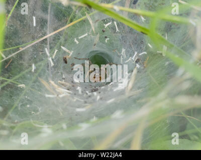 Spinne in das Loch wartet auf Beute aus dem Web erfasst Stockfoto