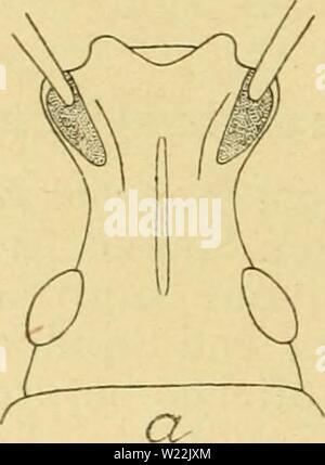 Archiv Bild von Seite 21 der Danmarks Fauna, Biller (1908). Danmarks Fauna, Biller danmarksfaunabil 04 dans Jahr: 1908 Abb. 14. Hoved af Tanymecus' Palli - atus, fra Siden. Pronotum paa hver Seite uden, eller (Barynotus) med ganske Korte, fremadrettede 5,2Km 3. 3. Følehornsfurerne anbragt paa Snudens Overside, Følehornenes Indledningssted synligt fra Backofen (Abb. 15a og 16a) 1. Otiorrhync hinae. Stockfoto