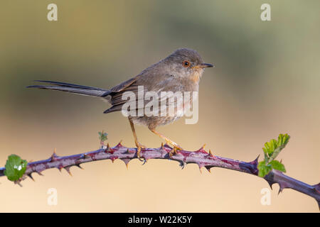 Dartford warbler Junge, (Sylvia undata), auf einen Ast von einem Baum gehockt. Spanien Stockfoto