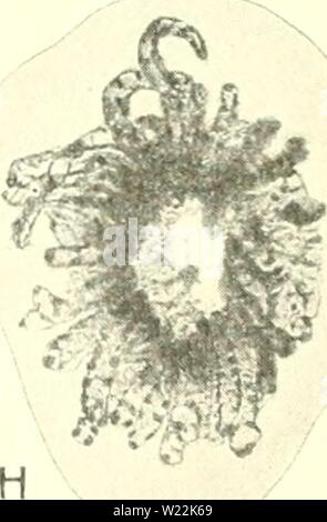 Archiv Bild von Seite 22 der Zytologie, mit besonderem Bezug auf. Zytologie, mit besonderem Bezug auf die metazoan Kern cytologywithspec 00 agaruoft Jahr: 1920 0 0 Abb. 3. Mitose in Lepidosiren (mesenchym Zelle). A, ruhenden Kern; B, sehr frühen Prophase; C, D, Mitte der Prophase; E, Ende der Prophase. Die Kernmembran ist verschwunden, und die Chromosomen werden immer auf die Spindel Fasern verbunden. F, metaphase{von oben gesehen). Nur etwa die Hälfte der Chromosomen werden angezeigt. G, anaphase; H, telophase, Wiederaufbau einer Der tochterkerne; ich, zwei der Chromosomen von H, in Tra Stockfoto