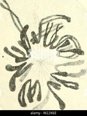 Archiv Bild von Seite 22 der Zytologie, mit besonderem Bezug auf. Zytologie, mit besonderem Bezug auf die metazoan Kern cytologywithspec 00 agaruoft Jahr: 1920 Stockfoto