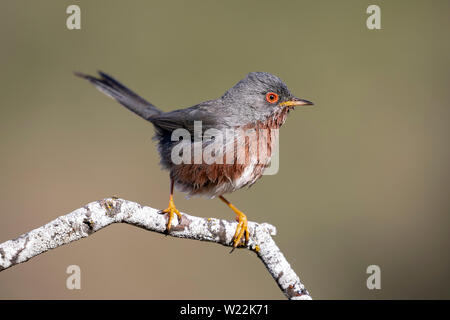 Dartford warbler, (Sylvia undata), auf einen Ast von einem Baum gehockt. Spanien Stockfoto