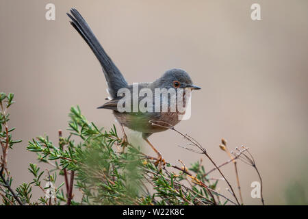 Dartford warbler, (Sylvia undata), auf einen Ast von einem Baum gehockt. Spanien Stockfoto