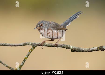 Dartford warbler, (Sylvia undata), auf einen Ast von einem Baum gehockt. Spanien Stockfoto